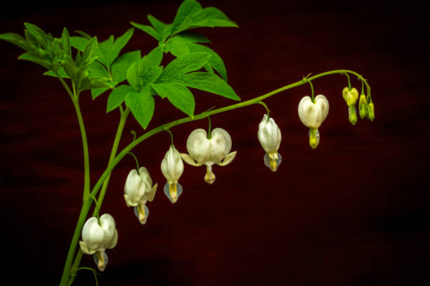 row of bleeding heart flowers
