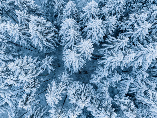 istock Aerial view of fresh snow covered forest 1955440626