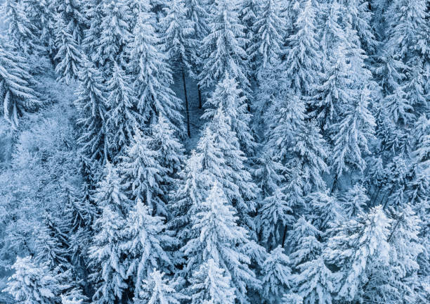 istock Aerial view of fresh snow covered forest 1955441152