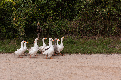 a group of seven white geese with bright orange beaks and legs, walking in a line on a dirt path. They are moving towards the left side of the image, creating a sense of unity and purpose.