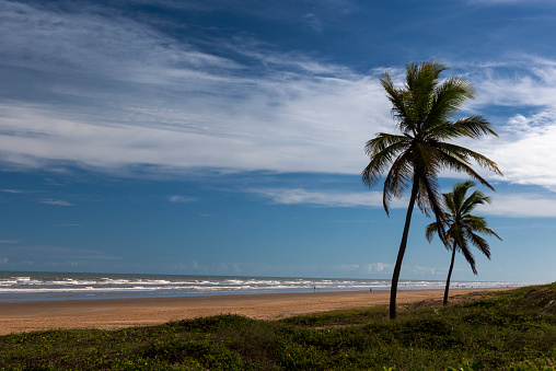 A beautiful crown palms trees background against a tropical blue sky with clouds