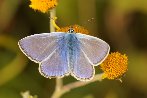 Natural closeup on a colorful Icarus blue butterfly, Polyommatus icarus in the vegetation with open wings