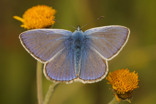 Natural closeup on a colorful Icarus blue butterfly, Polyommatus icarus in the vegetation with open wings