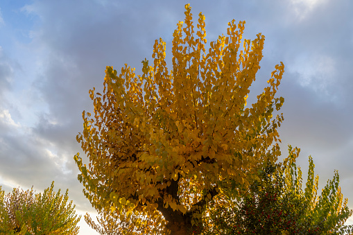 Tree with yellow leaves in the foreground at sunset with orange and blue clouds at sunset. Photographs of yellow and blue contrasts. Autumn in Lerma.