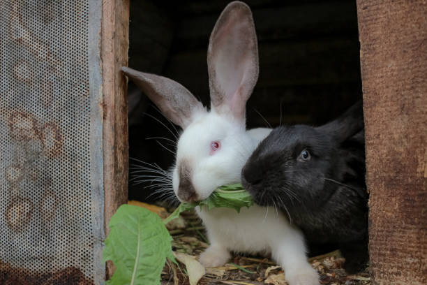 istock a pair of rabbits eating dandelion leaves in a cage 1955485592
