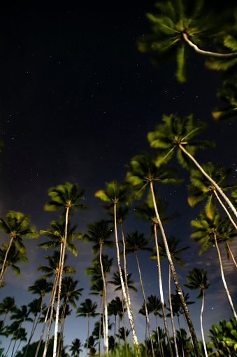 Coconut trees at night on Itaparica island on the coast of Bahia in northeastern Brazil