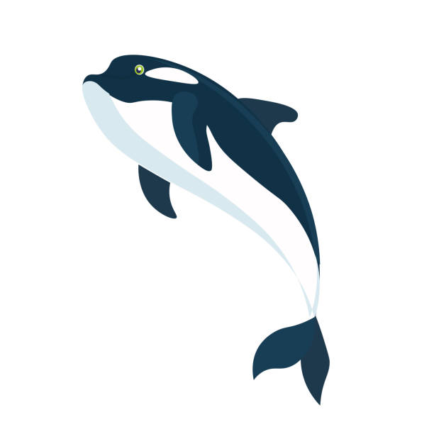 鯱。鯨。 - dolphin white background isolated fish点のイラスト素材／クリップアート素材／マンガ素材／アイコン素材