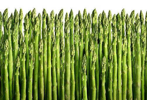 Asparagus Background as green cultivated or wild vegetables representing healthy fresh harvest of perennial vegetables crop for side dish cooking and gourmet ingredients as a bunch of spears.