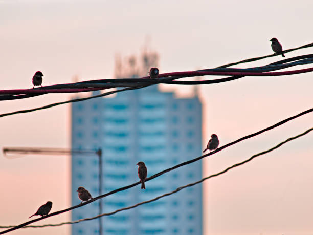 A Eurasian tree sparrow (passer montanus) rests at an urban park