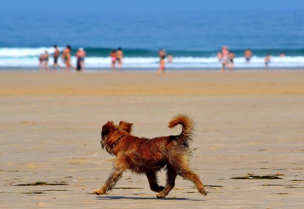 istock Dog walking on the beach 1955551190