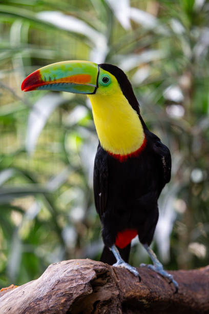 istock Keel-billed Toucan (Ramphastos sulfuratus) in Southern Mexico 1955552255