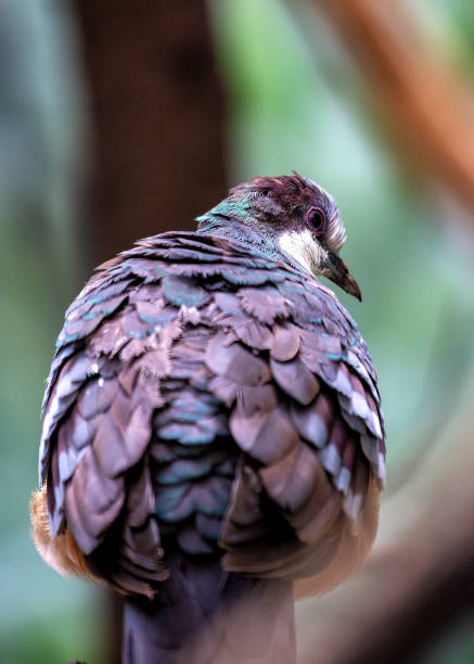 istock Luzon Bleeding-heart (Gallicolumba luzonica) in Northern Philippines 1955553838