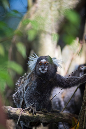 Marmoset (Callithrix jacchus) on a tree in the forests of Bahia in northeastern Brazil