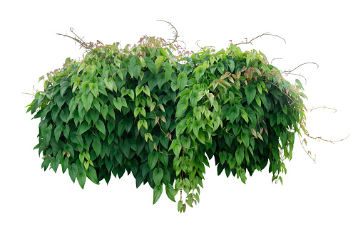 Hanging vine tropical forest plant bush with heart shaped green leaves and brown young leaves of purple yam or winged yam (Dioscorea alata) the tropic jungle plant growing in wild isolated on white background