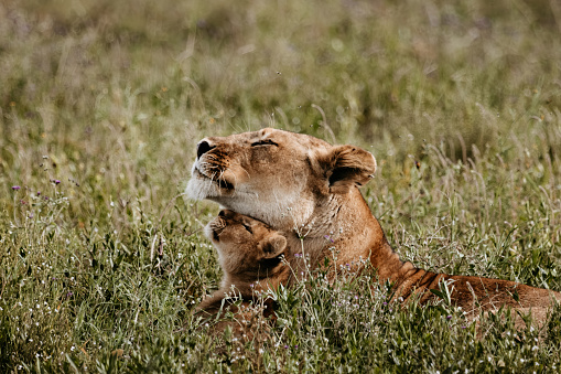 Mother lion and lion cup cuddling together in the Serengeti Savana