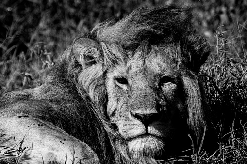 Portrait of African male lion in the Serengeti