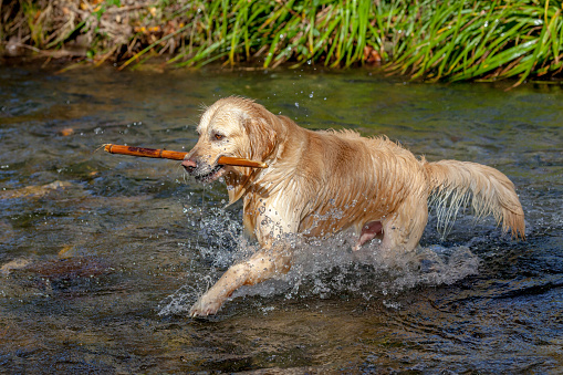 Nice specimen of dog of the race Golden Retriever playing on the river Majaceite on El Bosque, Cadiz