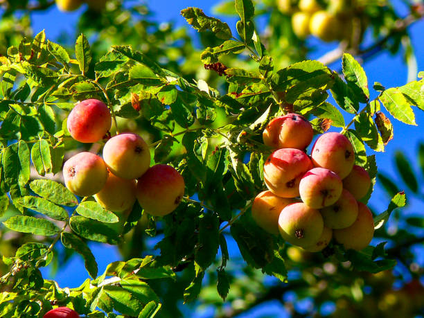 плоды служебного дерева sorbus domestica - albert schweitzer стоковые фото и изображения