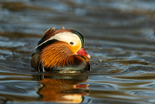 Beautiful male mandarin duck (Aix galericulata) swimming on a pond.