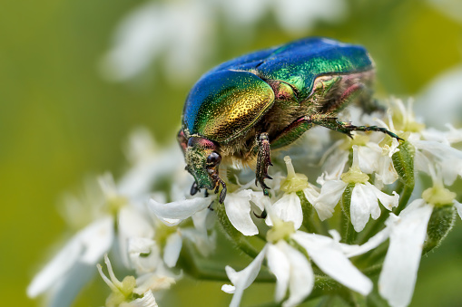 Green Rose Chafer (Cetonia aurata) macro on small white flowers - Baden-Württemberg, Germany