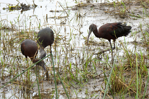 Glossy Ibis.\nThe glossy ibis (Plegadis falcinellus) is a water bird in the order Pelecaniformes and the ibis and spoonbill family Threskiornithidae. The scientific name derives from Ancient Greek plegados and Latin, falcis, both meaning \