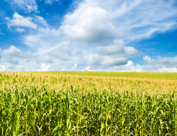 istock Green field of corn and blue sky. 1955601075