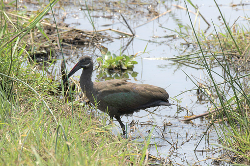 Hadada Ibis.\nThe hadeda ibis (Bostrychia hagedash) is an ibis native to Sub-Saharan Africa. It is named for its loud three to four note calls uttered in flight especially in the mornings and evenings when they fly out or return to their roost trees. Although not as dependent on water as some ibises, they are found near wetlands and often live in close proximity to humans, foraging in cultivated land and gardens. A medium-sized ibis with stout legs and a typical down-curved bill, the wing coverts are iridescent with a green or purple sheen. They are non-migratory but are known to make nomadic movements in response to rain particularly during droughts. Their ranges in southern Africa have increased with an increase in tree cover and irrigation in human-altered habitats.