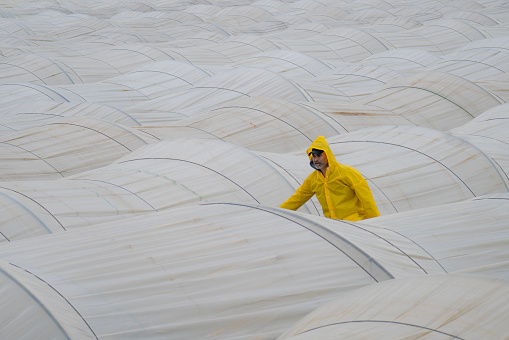 image of man working in strawberry greenhouse. Man in yellow raincoat placing irrigation pipes in rainy weather. Shot with a full frame camera.