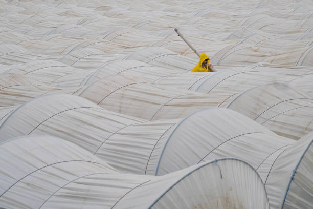 image of man working in strawberry greenhouse. Man in yellow raincoat placing irrigation pipes in rainy weather. Shot with a full frame camera.