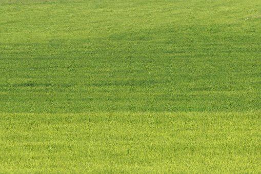 Beautiful green grass field texture.