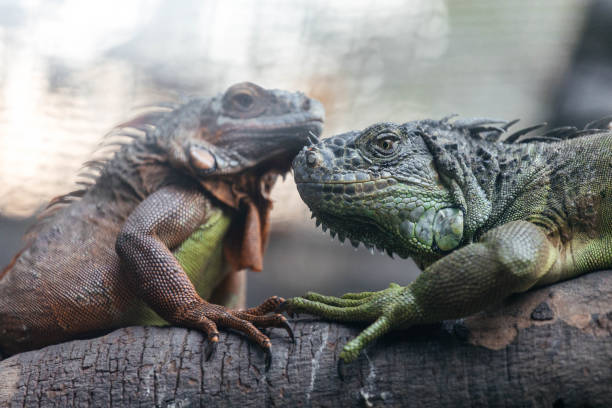 Close up of curious green iguana sitting and looking into the camera. Natural environment.