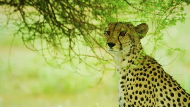 Close up of cheetah's head turning, selective focus