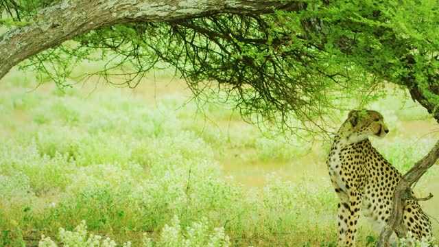 Close Up Of Cheetah Looking At Prey