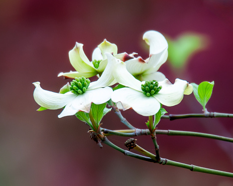 Flowering Dogwood blossoms in the spring