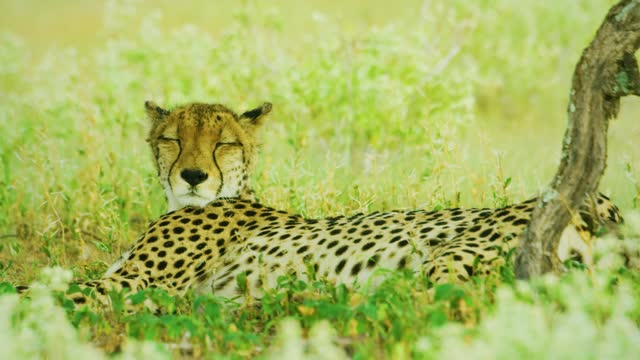 Close Up Of Cheetah Looking at the camera and then sleeps in Botswana, South Africa