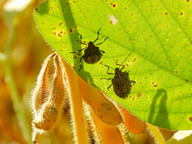 Two Shield bugs on Pseudomonas syringae diseased soy leaf, close-up