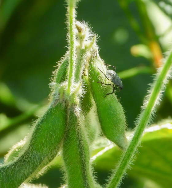 A Insect Shield bug on pod of green soy, on left there are two green soy pods, unfocused green soy plant on background.