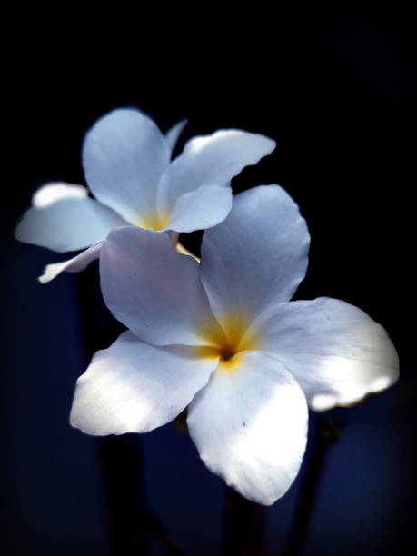 istock White flowers os a dark background 1955634943