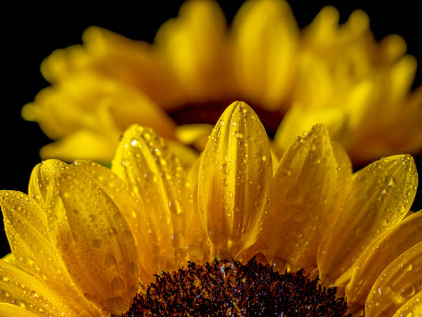 istock Helianthus annuus,sunflower 1955642860