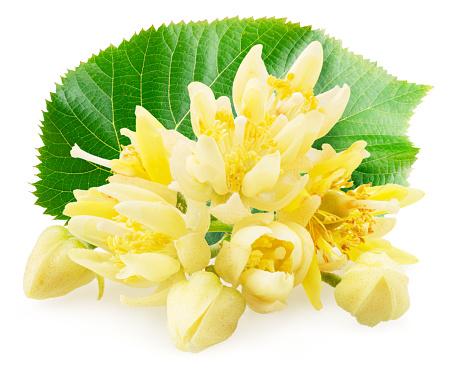 Linden flowers isolated on white background.