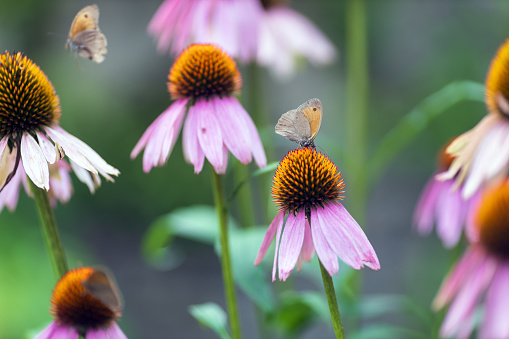 Echinacea Purpurea - The Eastern Purple Cone flower close up on Field in Bloom Full of Butterflies