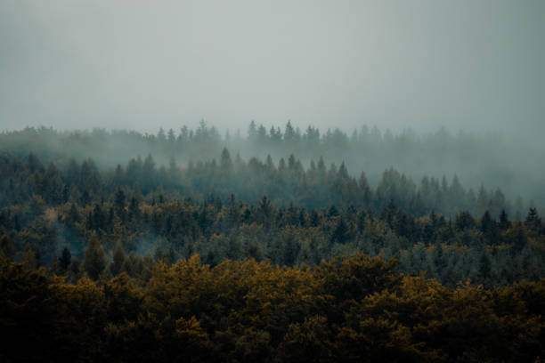 istock Sky showcases towering trees with massive canopies 1955651406