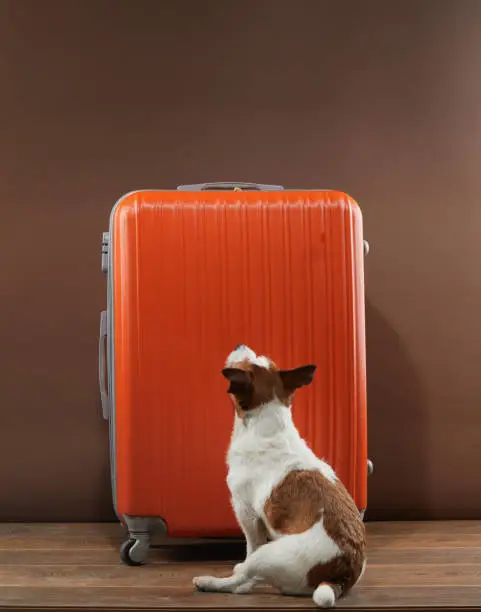 A patient dog waits beside an orange suitcase, hinting at adventure. This thoughtful composition suggests travel and companionship with a loyal pet