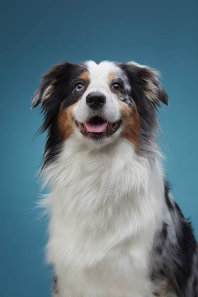 istock Portrait of a merle Australian Shepherd with a vibrant expression 1955658282