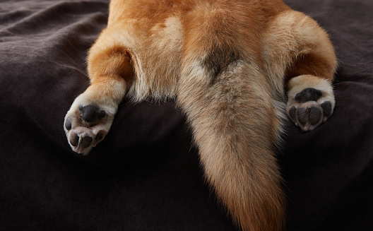 Close-up of a golden dog hind paws resting on a dark fabric surface. pet in studio
