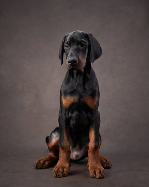 istock A young Doberman Pinscher puppy sits attentively 1955658308