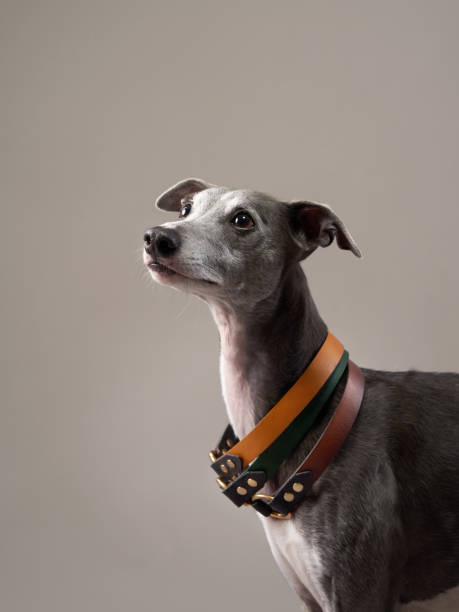 istock A poised Greyhound dog with a studded collar looks upward 1955658824