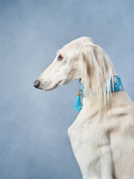 istock Saluki graces the frame with its slender profile against a soft blue background 1955658830