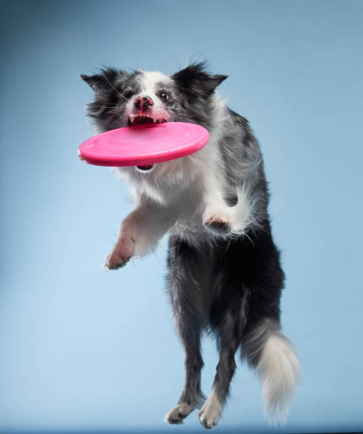 istock A playful Border Collie dog leaps for a disk, light blue background. 1955658844