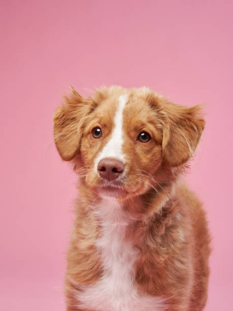 istock A curious Nova Scotia Duck Tolling Retriever puppy looks on, pink backdrop 1955658861